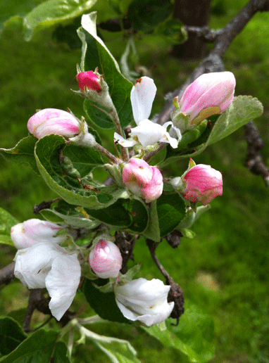 blommande �ppeltr�d